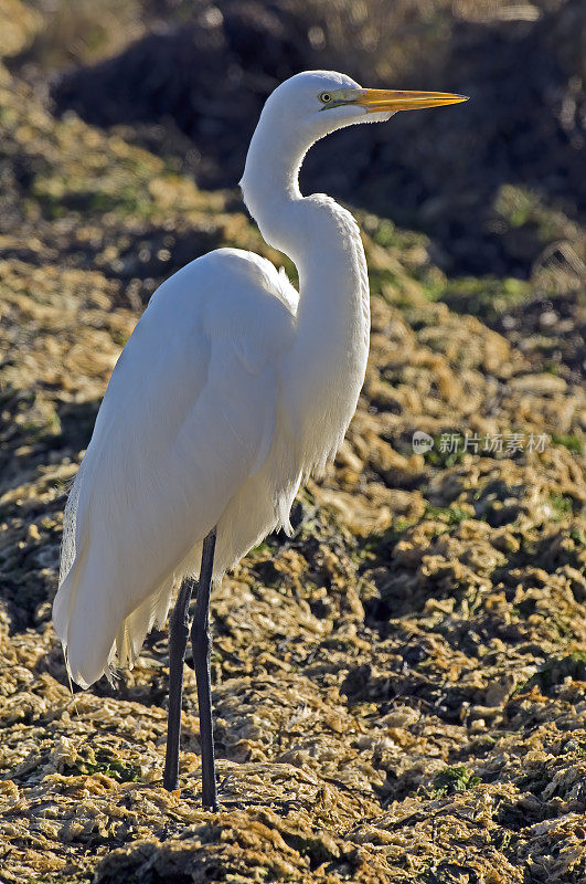 大白鹭(Ardea alba)，又称普通白鹭、大白鹭或大白鹭或大白鹭，是一种分布广泛的大型白鹭。酒窖湾,加利福尼亚州。Ardea alba egretta。